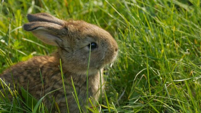 Funny little young brown rabbit or hare runs in the green grass in spring. Easter concept. Close up view