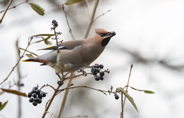 bird in the snow