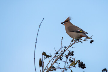 bird on a branch