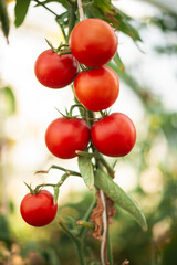 photo of tomatoes hanging on a branch in a greenhouse