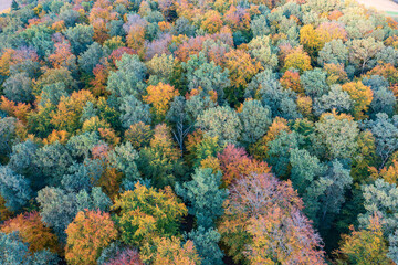 Bird's-eye view of autumn-colored forest in Taunus Germany