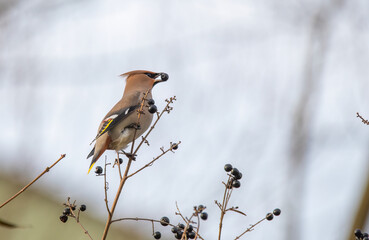 sparrow on a branch