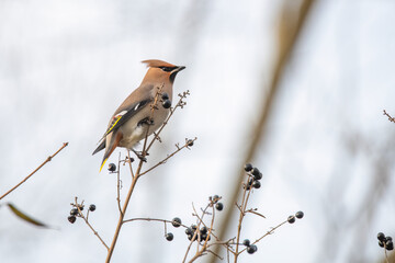 sparrow on a branch