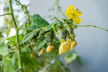 Black aphids on cucumbers. A harmful insect on the plant in the garden. Cucumber and aphid....