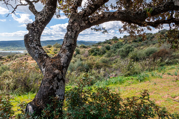 Forest landscape in the mountains.