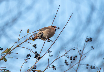 sparrow on a branch