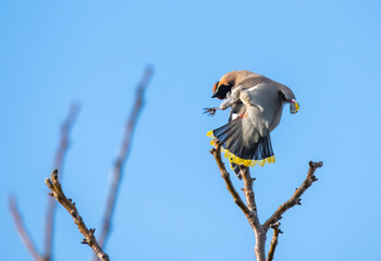 bird on a branch
