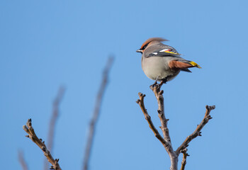 red backed shrike on branch