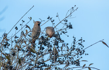 bird on a tree