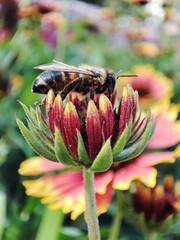 Bee and flower 