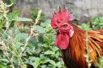 Portrait of a rooster's head with a red comb