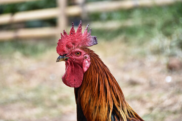 Portrait of a rooster's head with a red comb