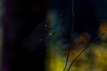 spider web with dew