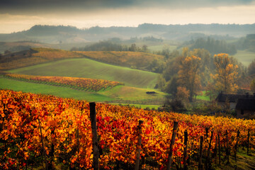 Colorful wineyards in Autumn in the Piedmontese Langhe Unesco. Famous for their landscapes and for their wines like Barolo and Barbaresco.