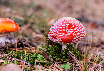 two Red fly agaric Amanita muscaria close up in autumn forest Using mushrooms in alternative and traditional medicine, topic of health and nutrition copy space
