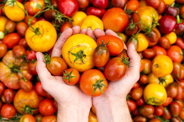 Fresh organic tomato mix. Delicious autumn tomato mix. Farmers hands with freshly harvested multi-colored tomatoes