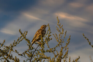 bird in the sky