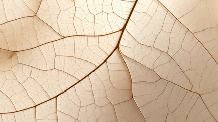 Obraz premium Close up texture leaf structure macro photography, abstract texture