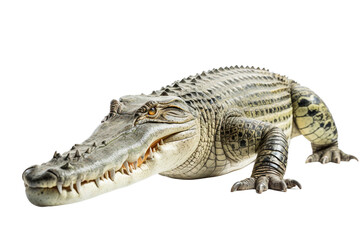 Nile Crocodile on White Background - Generative AI