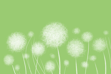 Dandelions on green background Flower background