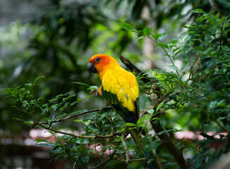 Sun Parakeet in the Forest, a beautiful and colourful bird