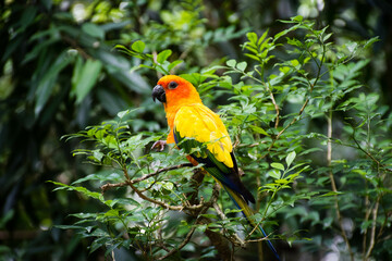 Sun Parakeet in the Forest, a beautiful and colourful bird