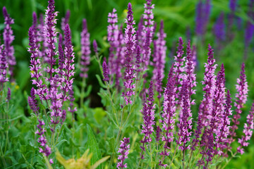 lavender flowers in the garden background