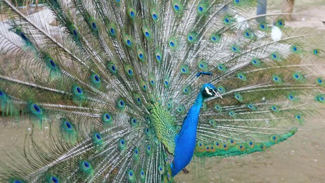 A peacock at the zoo