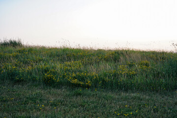 Obraz premium Grass Field Country Side Green Sunset 