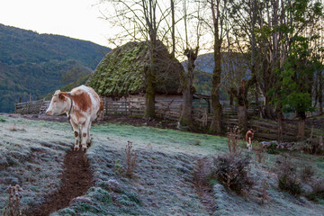 Good Morning in the Mountain