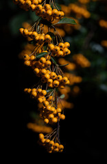 Close-up of yellow rowanberries or firethorn (Pyracantha coccinea) growing on a bush, against a dark background. The image is in portrait format