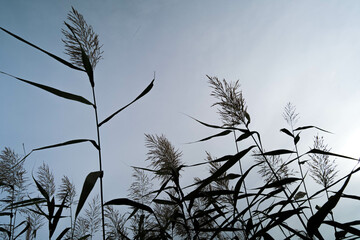 reeds in the sky