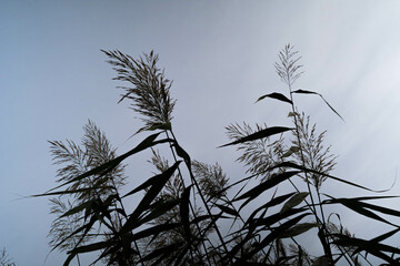 Obraz premium reeds in the sky
