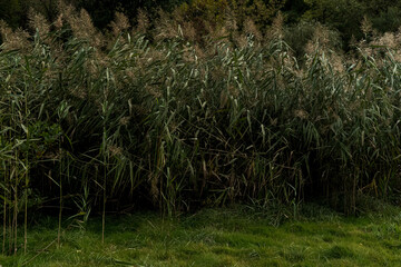 grass in the morning