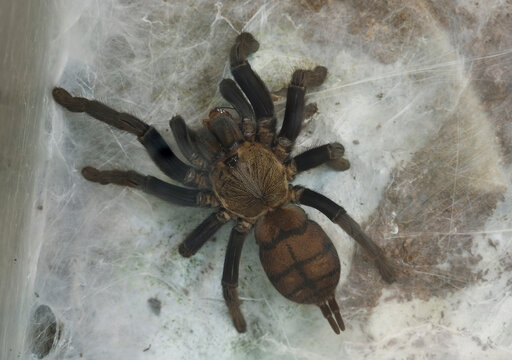 Asian bird-eating spider closeup