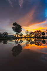 Obraz premium Ta Pa rice fields are beautiful in the morning, interspersed with beautiful and peaceful jaggery trees in the border delta of Vietnam