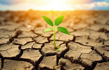 Green sprout growing on dry cracked earth background. 
Global warming and climate change concept.
World Environment Day, Earth Day Concept.
Carbon Trading Concept. - obrazy, fototapety, plakaty