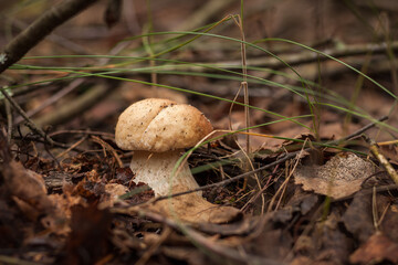 White mushroom in the forest. (Boletus edulis). Small depth of field.