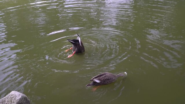 水面を泳ぐ2羽のかわいいカルガモ、カルガモのカップル