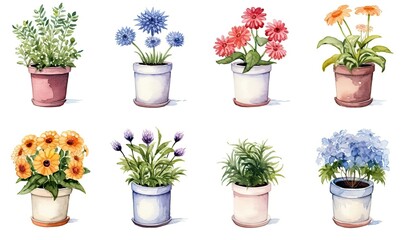 Fototapeta premium A set of eight house plants. Bright flowers in pots. Watercolor illustration on a white background.
