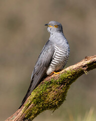 Fototapeta premium Colin the Cuckoo at Thursley Nature Reserve in Surrey