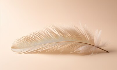 Photo of a white feather on a pink background