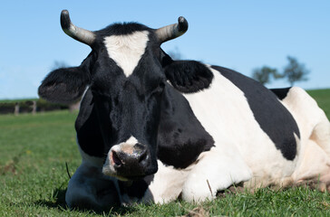 a black and white spotted cow lies in a green pasture and looks into the camera. The animal has...