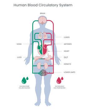 Blood circulation system. Stylized heart anatomy, diagram. Human circulatory system. Blood circulates through arteries and veins vector illustration diagram, blood vessels scheme. Medical infographic