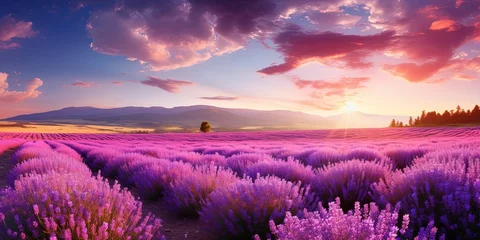 Fotobehang Agriculture harvest background landscape panorama - Closeup of blooming lavender field © Павел Озарчук