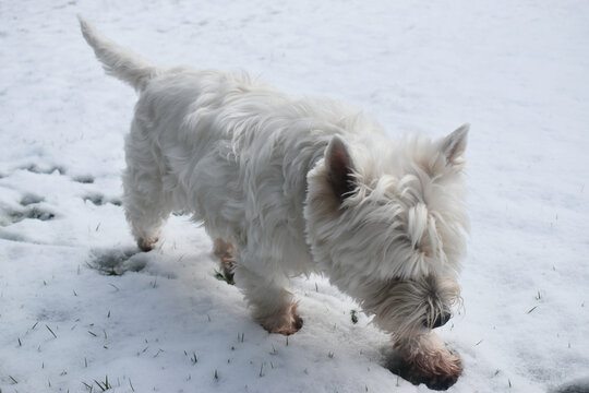 West Highland White Terrier. A cute dog walking on white snow in the garden.
