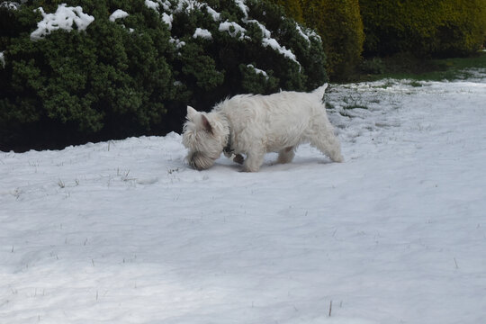 West Highland White Terrier. A cute dog sniping on white snow in the garden.