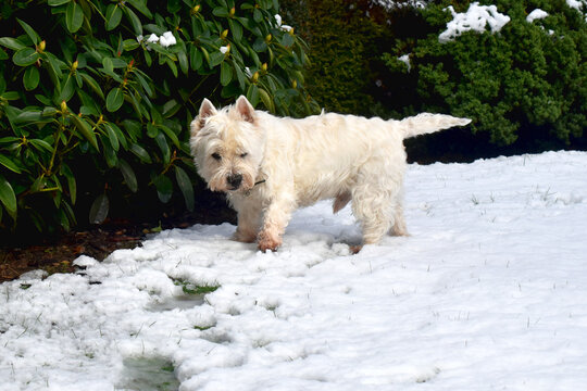 West Highland White Terrier. A cute dog looks at a camera and stands on white snow in the garden with a green nature background. Coppyspace.