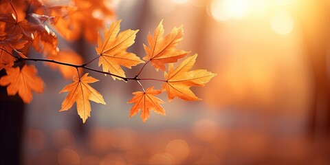 Beautiful orange autumn maple leaves close up in the forest with soft focus at sunset.