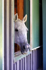 White horse head looking out of barn window. 